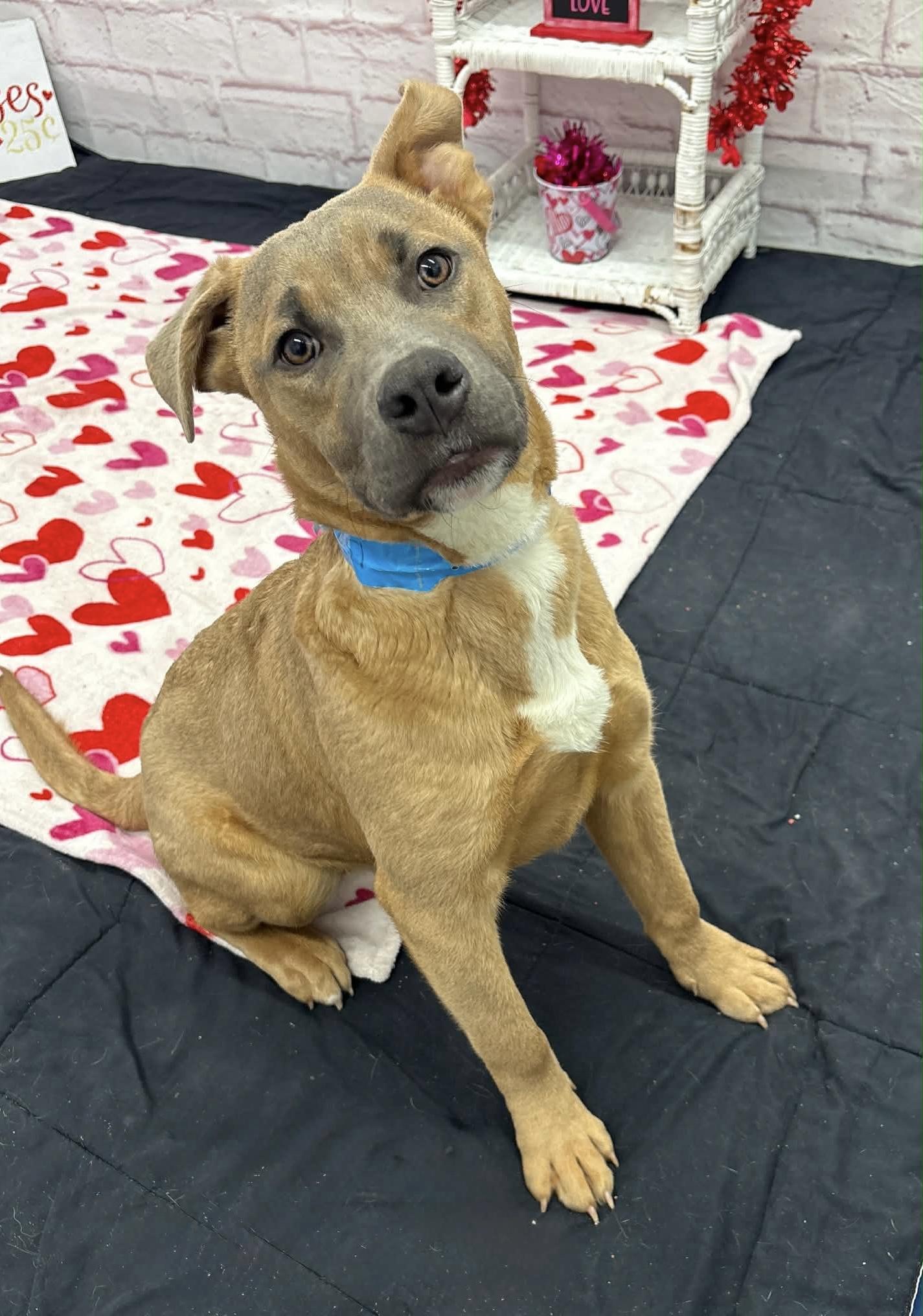 Enlarge Toodle, an adopted mixed breed in Oxford, MI image 2/5