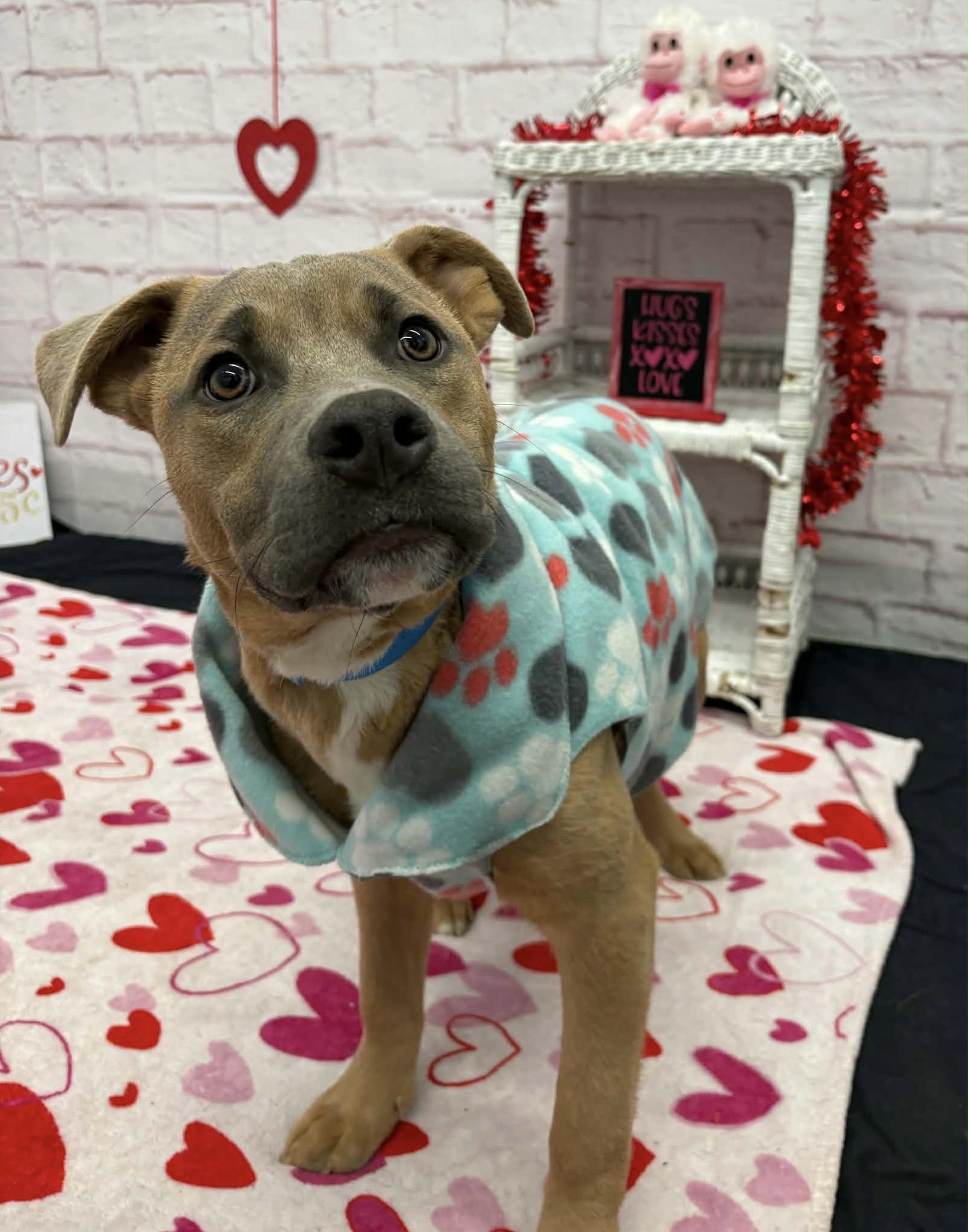 Enlarge Toodle, an adopted mixed breed in Oxford, MI image 1/5