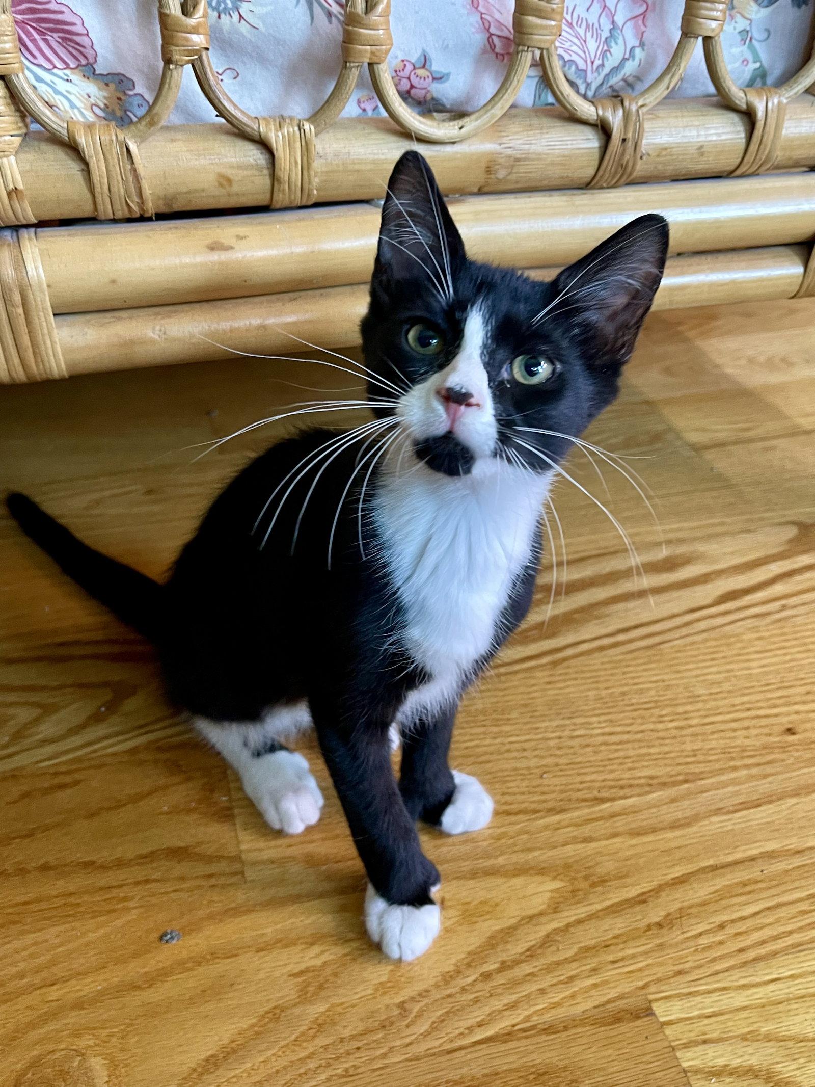 ROCKY, Adoptable, Kitten Female Domestic Short Hair.