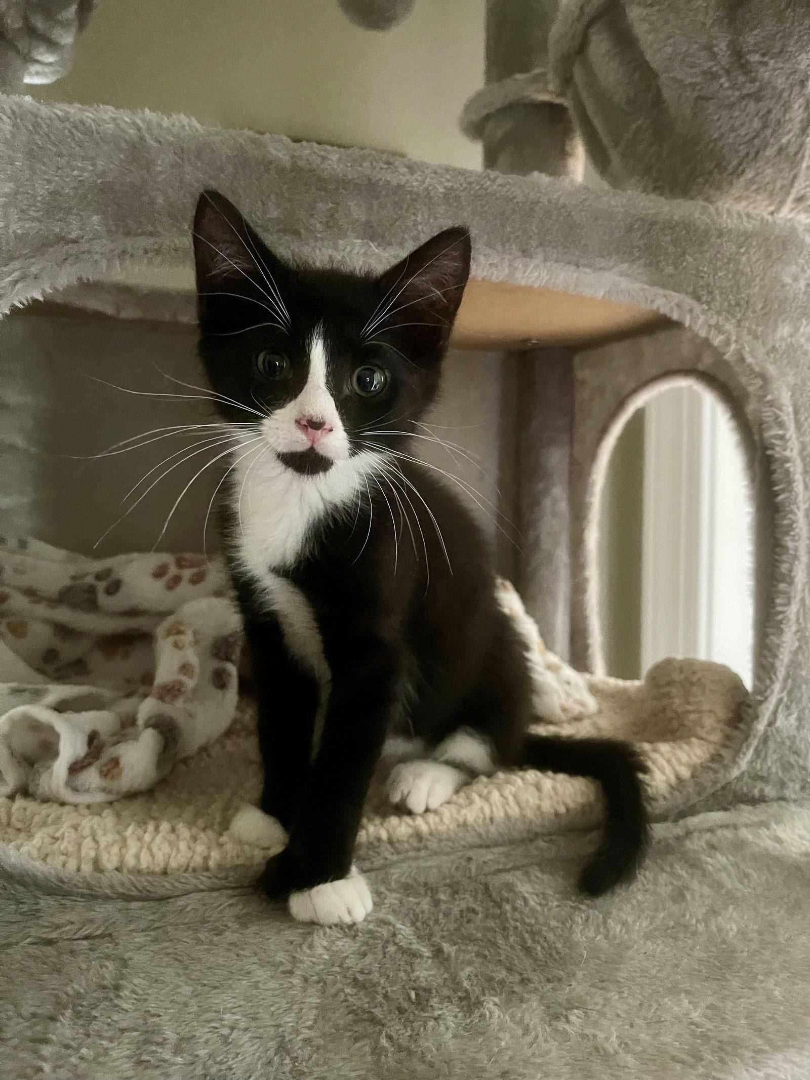 Enlarge ROCKY, a Adoptable Domestic Short Hair in Oakhurst, NJ image 2/3