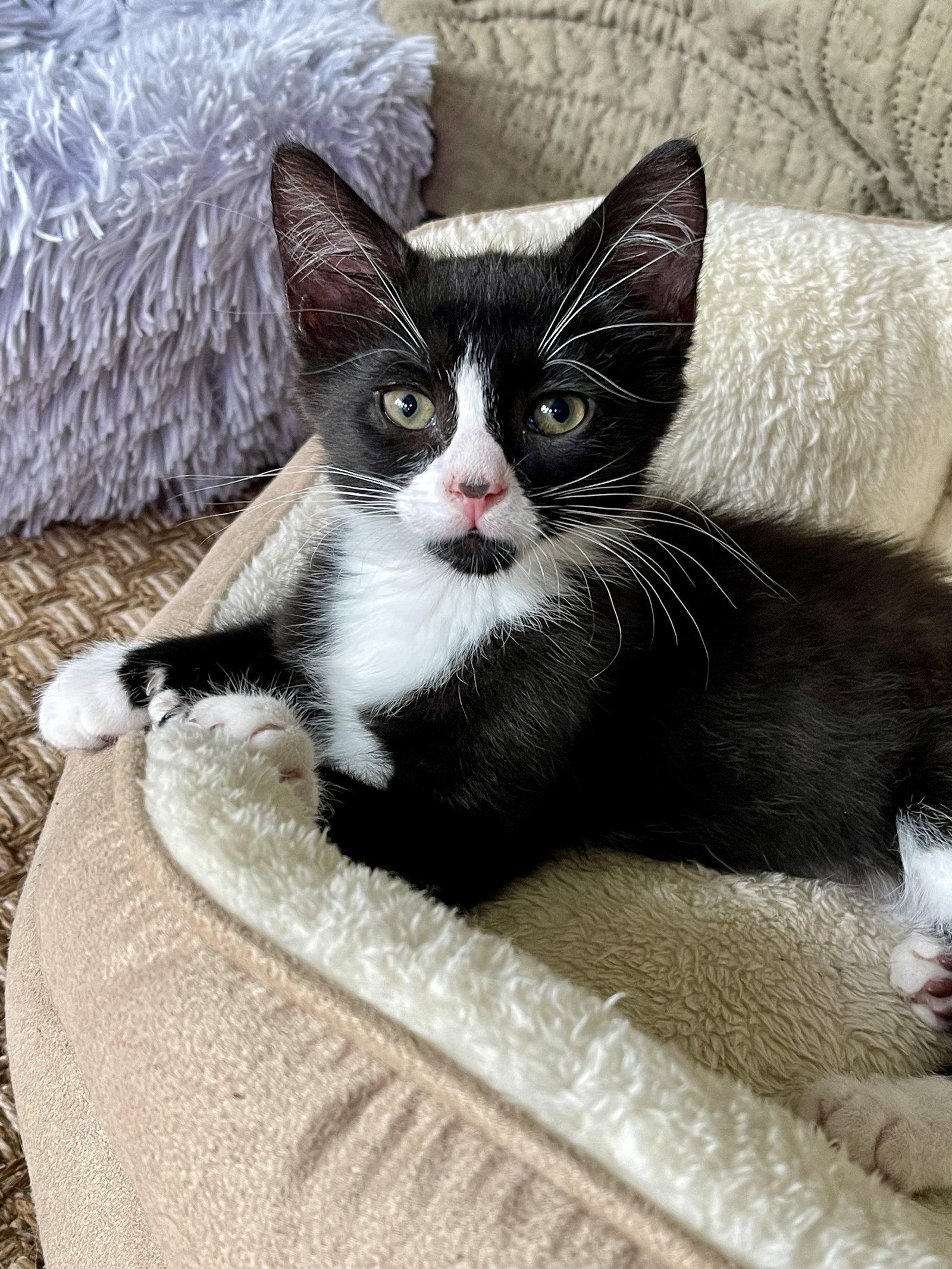 Enlarge ROCKY, a Adoptable Domestic Short Hair in Oakhurst, NJ image 3/3