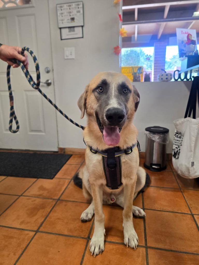 Enlarge Cobijo, a Adoptable Shepherd in Coachella, CA image 1/6