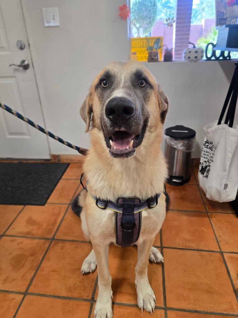 Enlarge Cobijo, a Adoptable Shepherd in Coachella, CA image 2/6