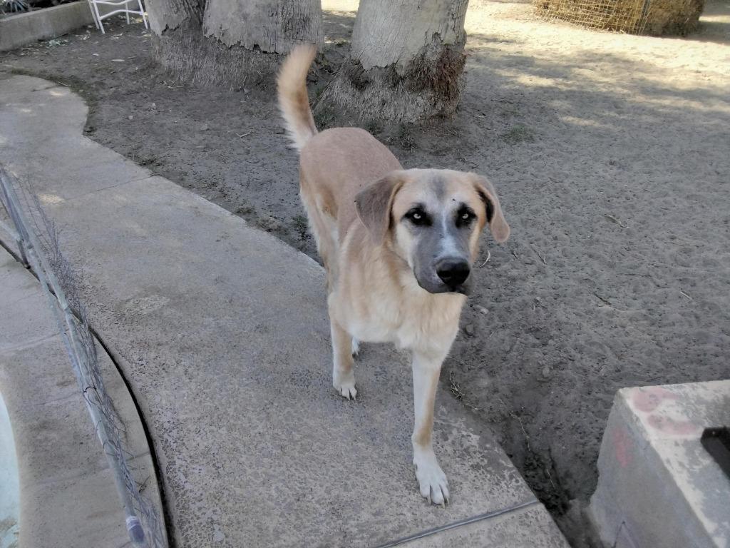Enlarge Cobijo, a Adoptable Shepherd in Coachella, CA image 3/6