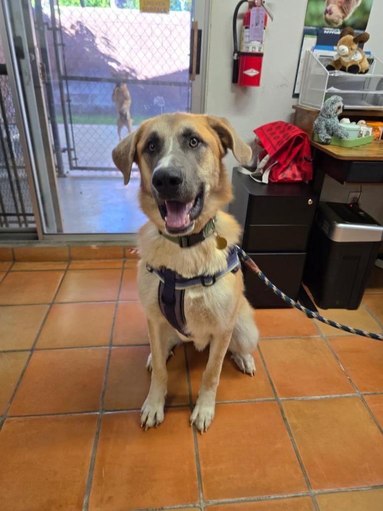 Enlarge Cobijo, a Adoptable Shepherd in Coachella, CA image 3/6