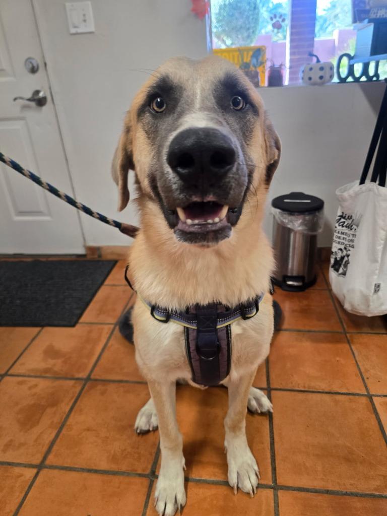 Enlarge Cobijo, a Adoptable Shepherd in Coachella, CA image 4/6