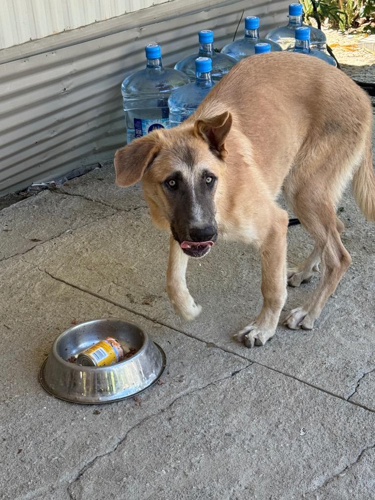 Enlarge Cobijo, a Adoptable Shepherd in Coachella, CA image 5/6