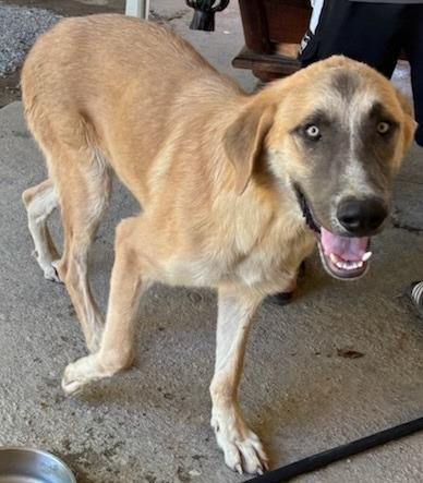 Enlarge Cobijo, a Adoptable Shepherd in Coachella, CA image 5/6