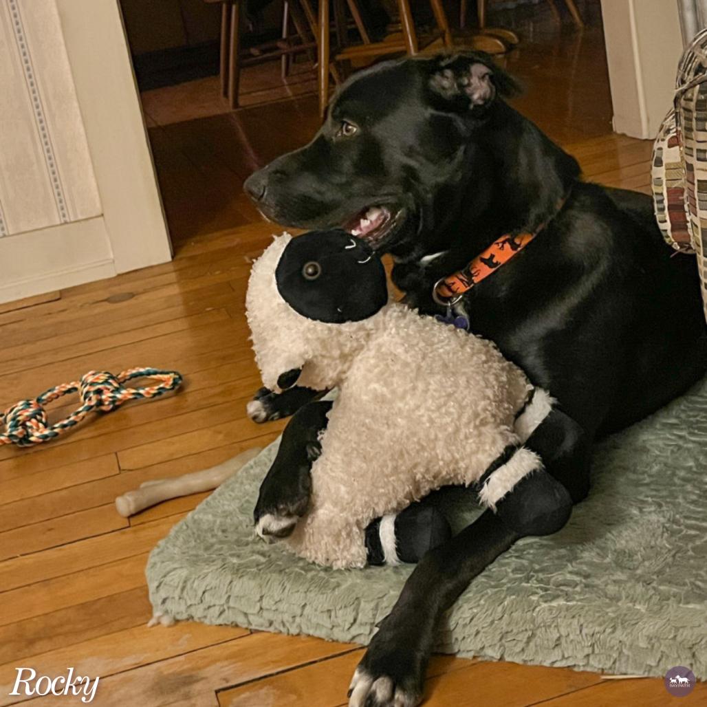 Rocky, Adoptable, Young Male Black Labrador Retriever & Great Dane.