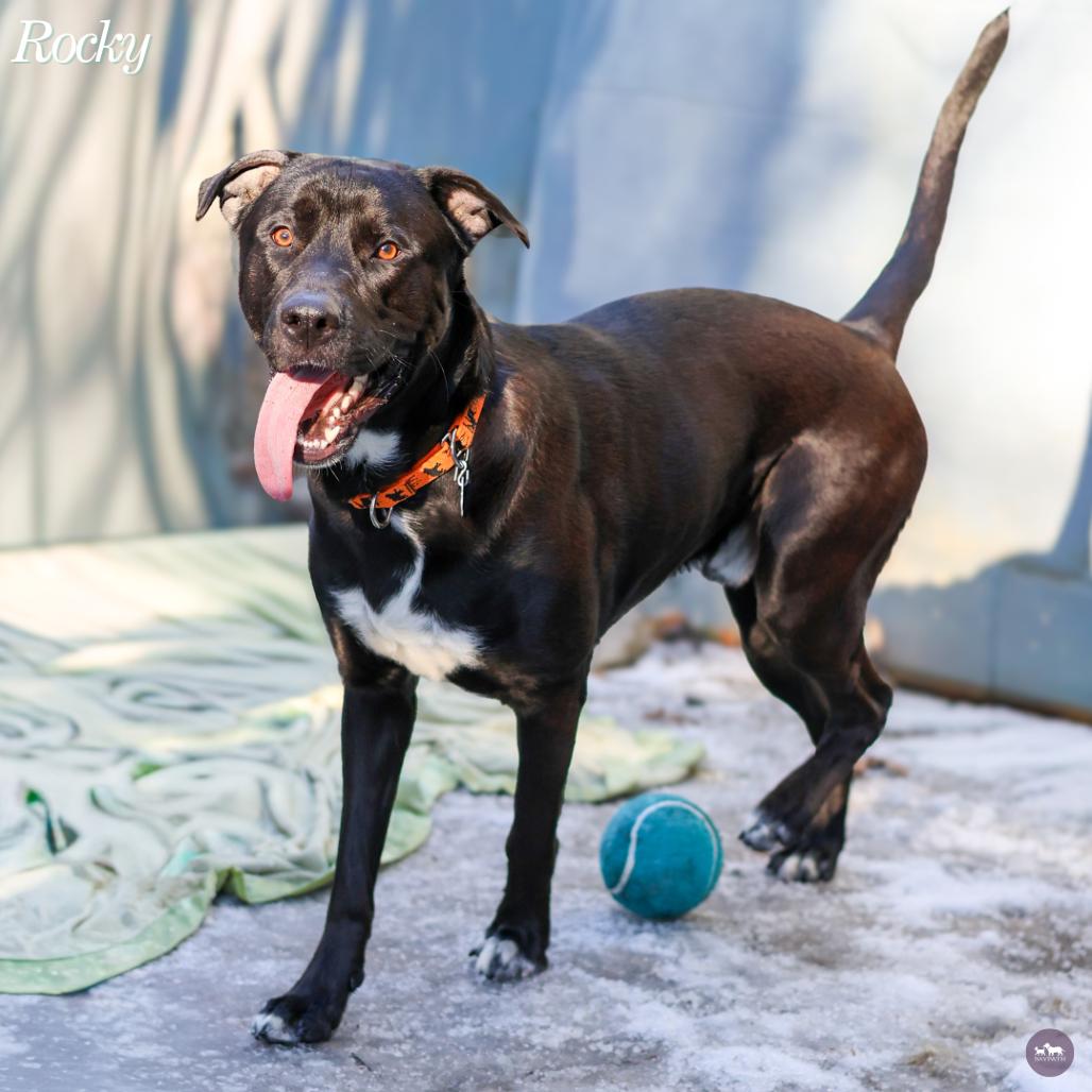 Enlarge Rocky, a Adoptable mixed breed in Hopkinton, MA image 2/6