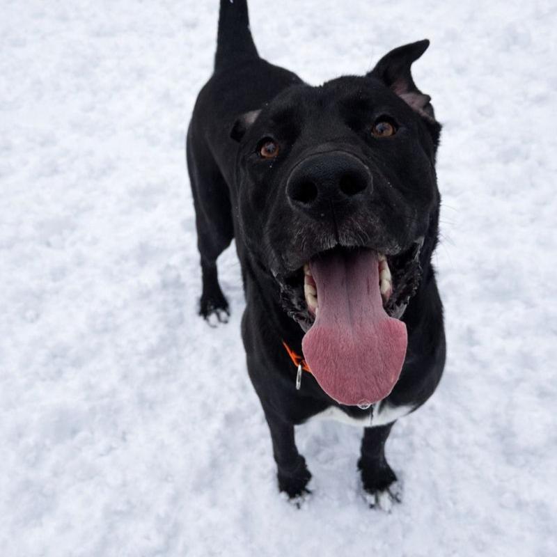 Rocky, Adoptable, Young Male Black Labrador Retriever & Mixed Breed.