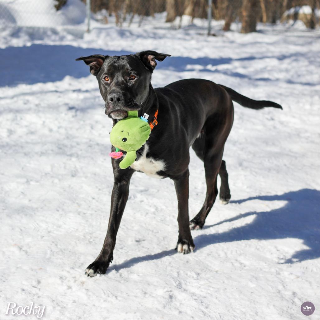 Rocky, a Adoptable mixed breed in Hopkinton, MA image 2/6