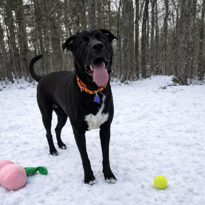 Rocky, a Adoptable mixed breed in Hopkinton, MA image 3/6