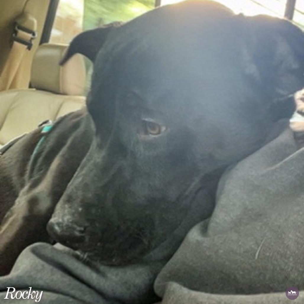 Enlarge Rocky, a Adoptable mixed breed in Hopkinton, MA image 4/6