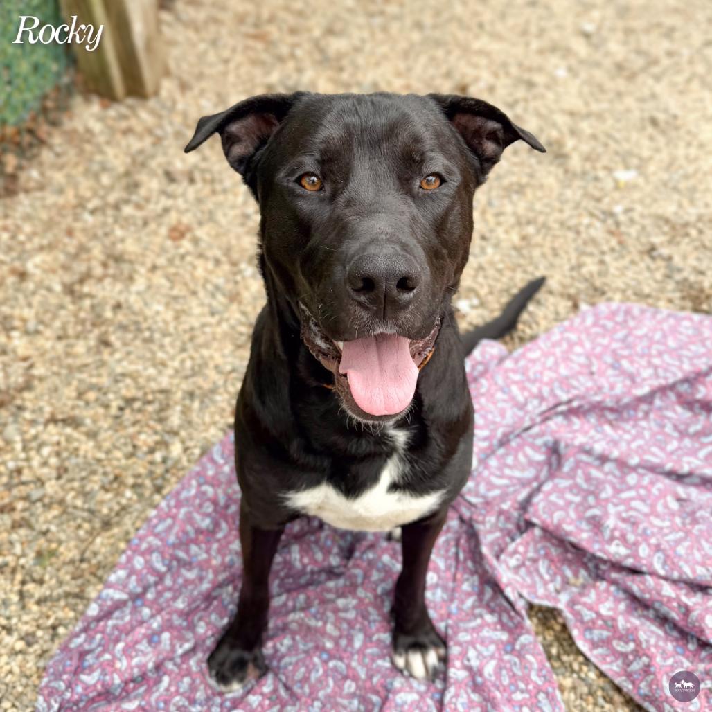 Enlarge Rocky, a Adoptable mixed breed in Hopkinton, MA image 5/6