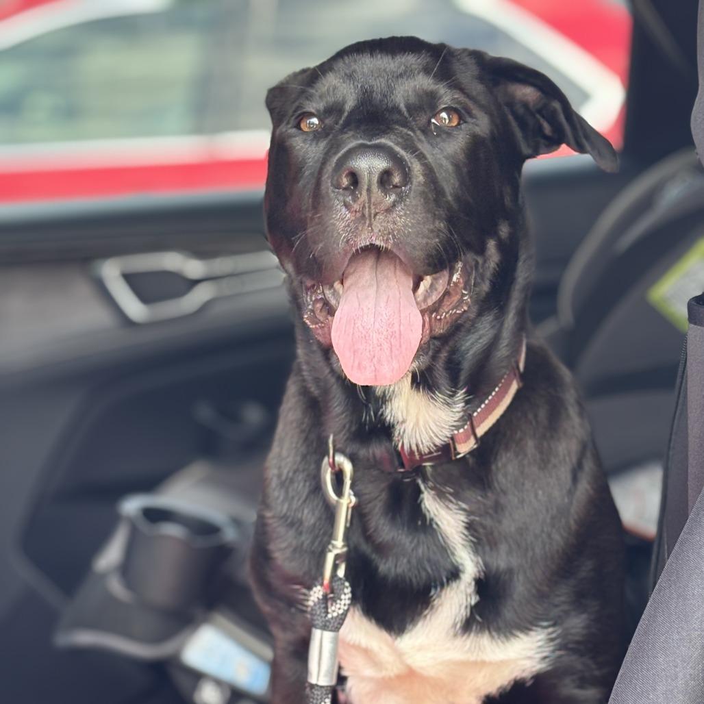 Rocky, a Adoptable mixed breed in Hopkinton, MA image 5/6