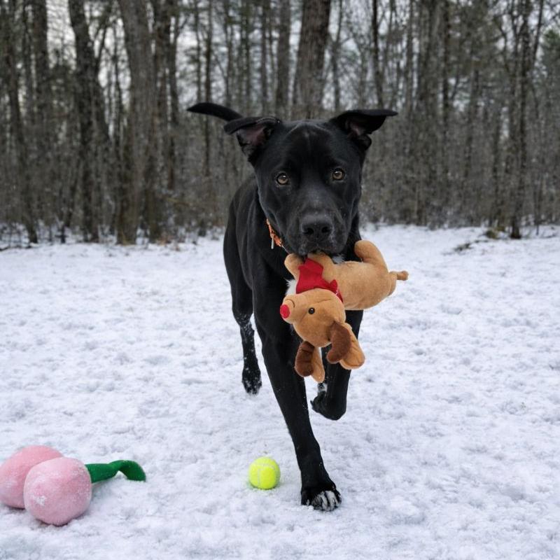 Rocky, a Adoptable mixed breed in Hopkinton, MA image 6/6