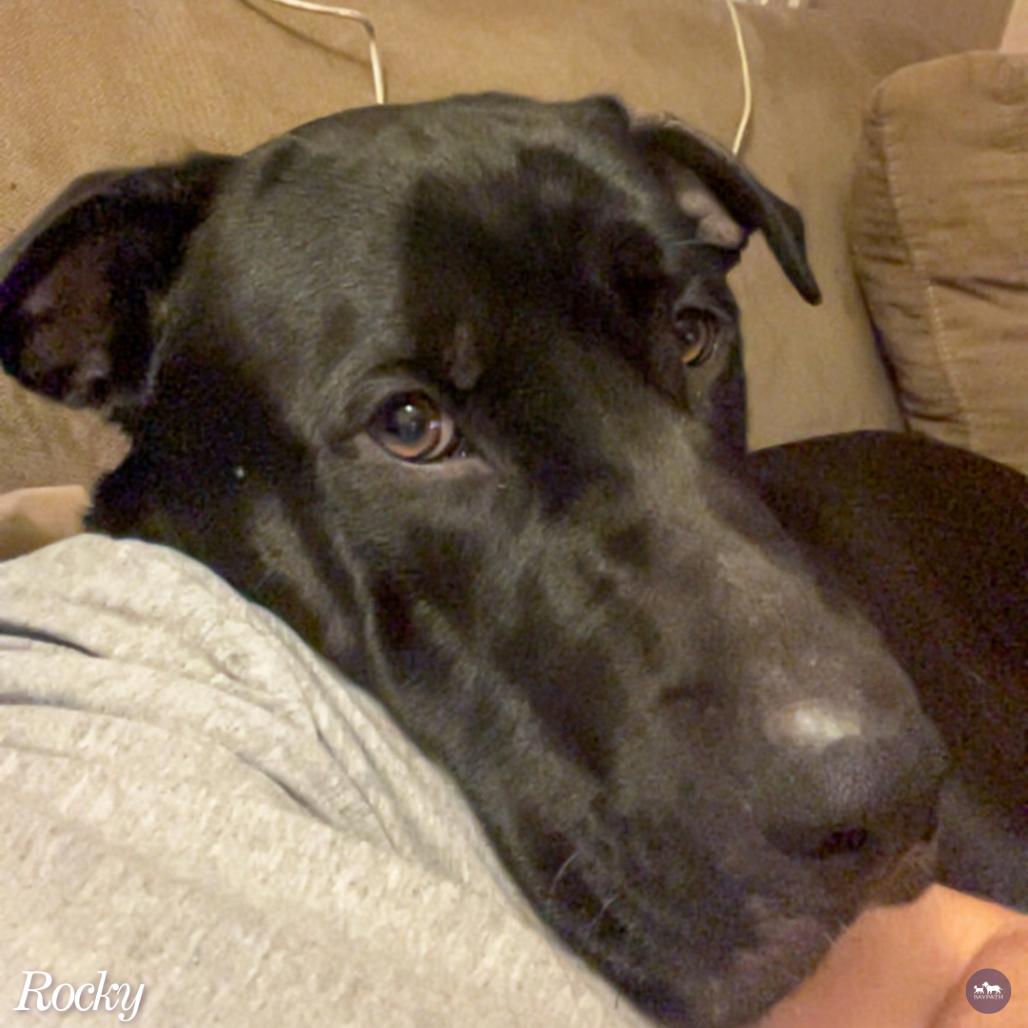 Enlarge Rocky, a Adoptable mixed breed in Hopkinton, MA image 6/6