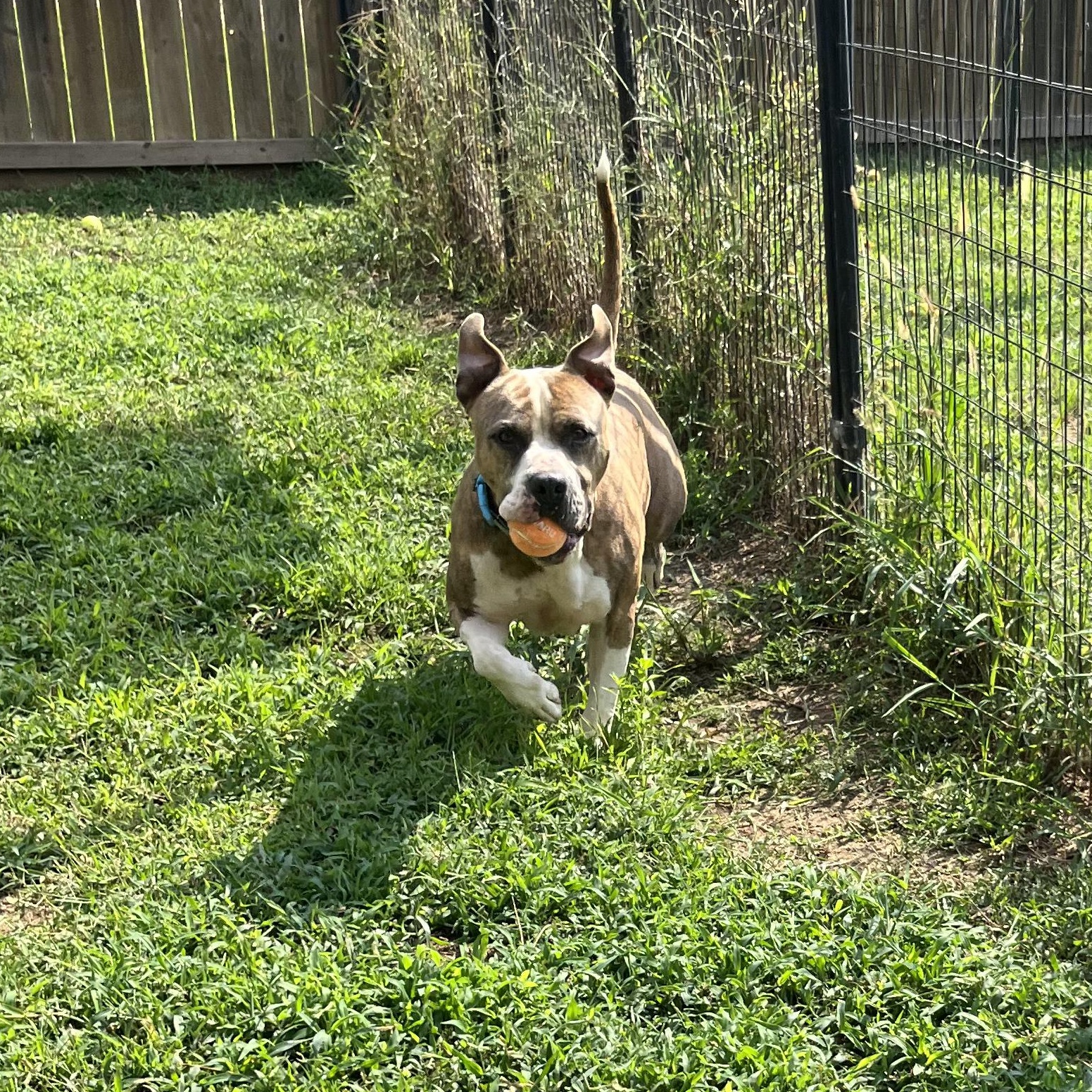 Saint, a Adoptable mixed breed in Willis, TX image 2/6
