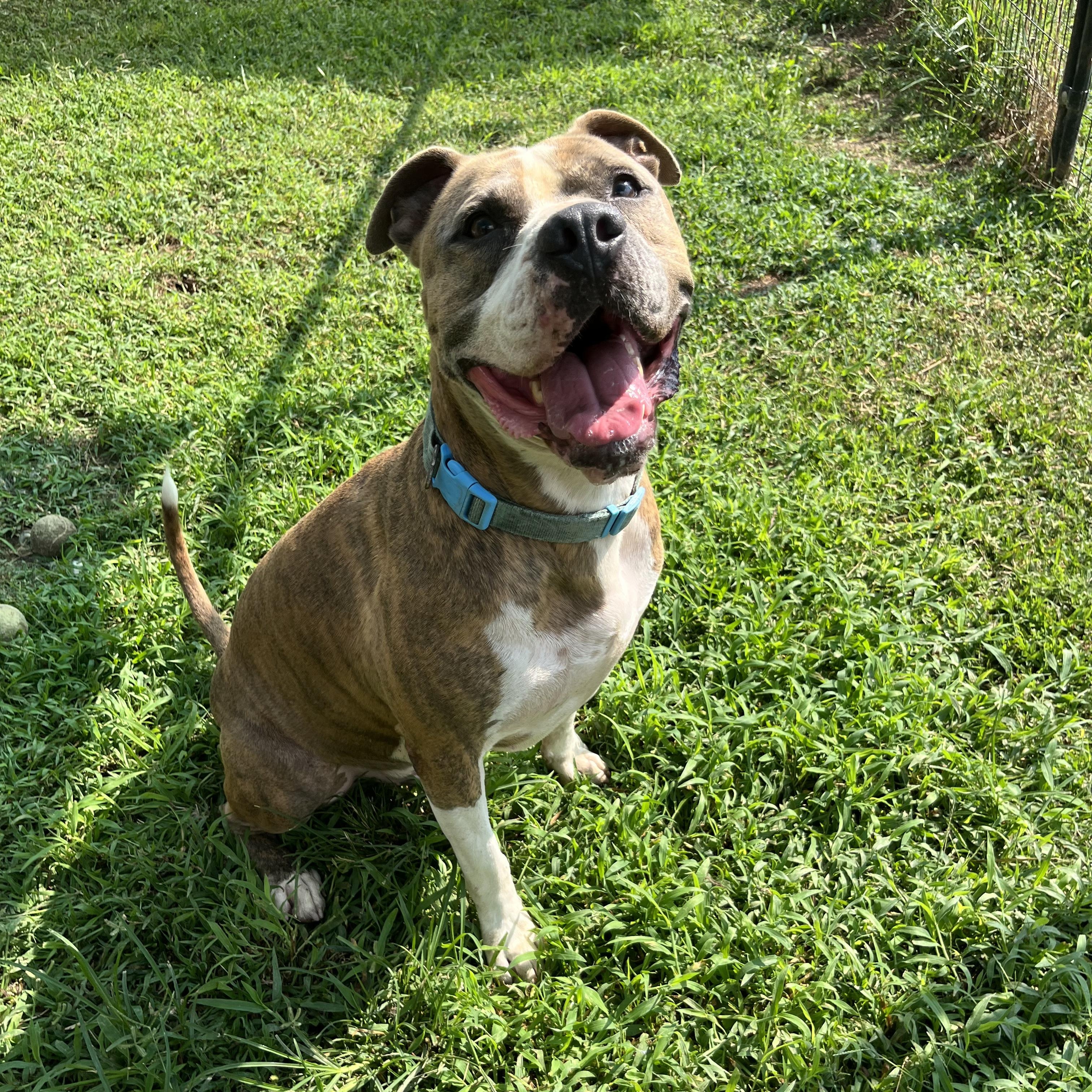 Saint, Adoptable, Adult Male Boxer & Pit Bull Terrier.