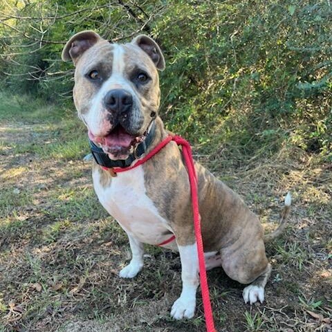Saint, a Adoptable mixed breed in Willis, TX image 4/6