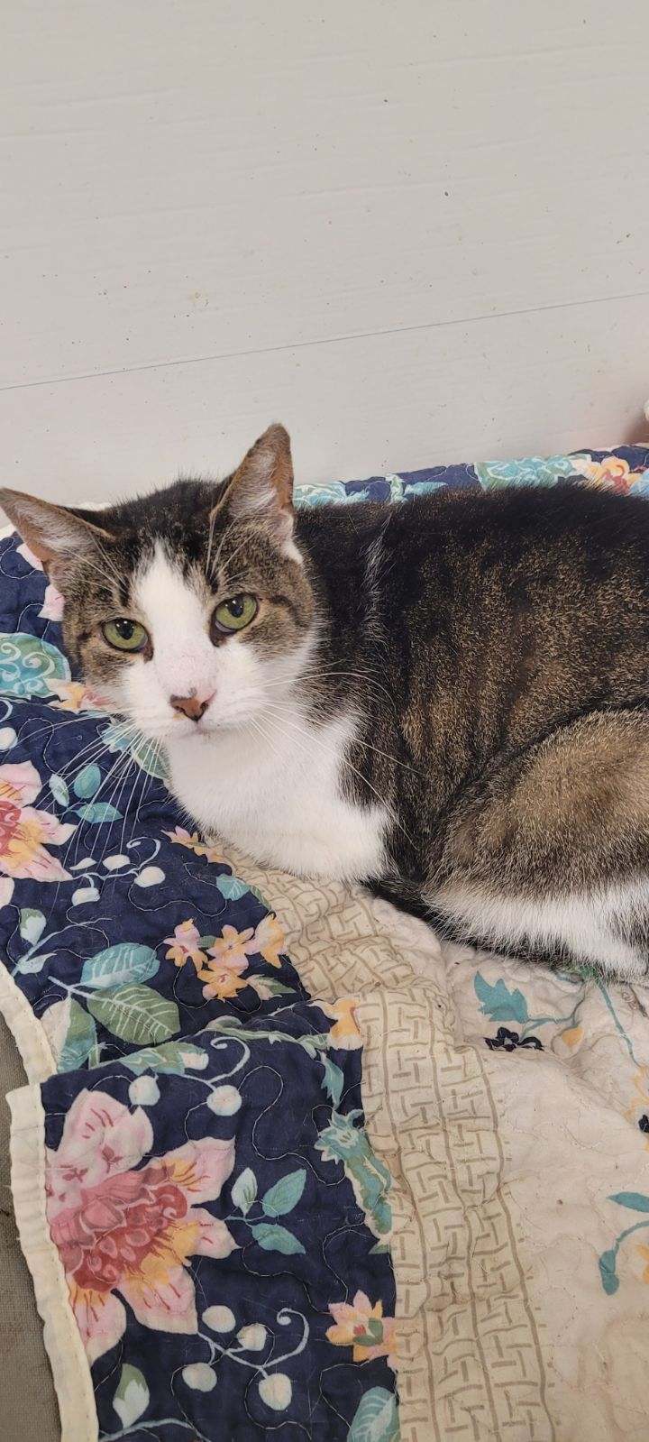 Louie, Senior Male Domestic Medium Hair