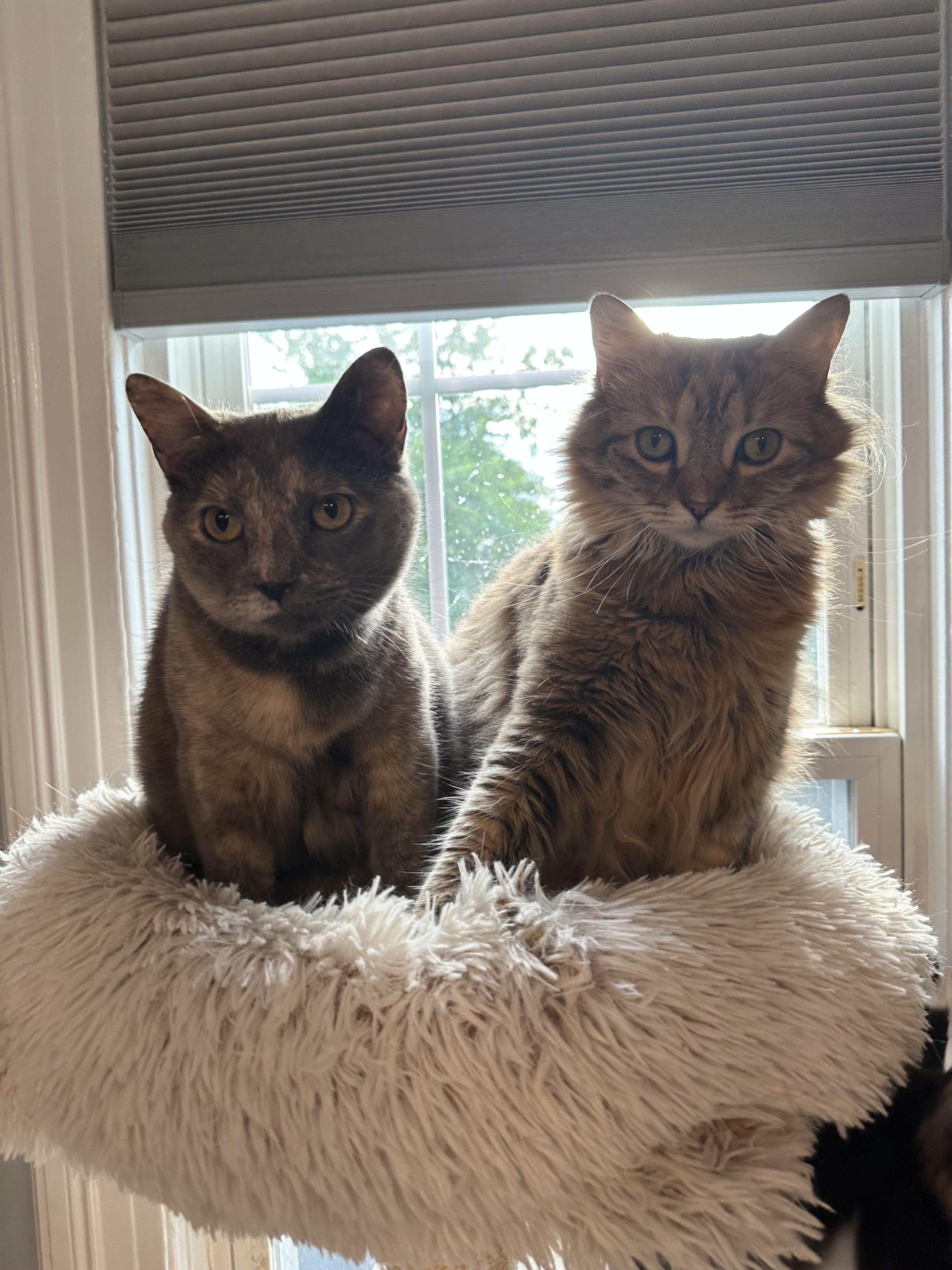 Bonded sisters 2
