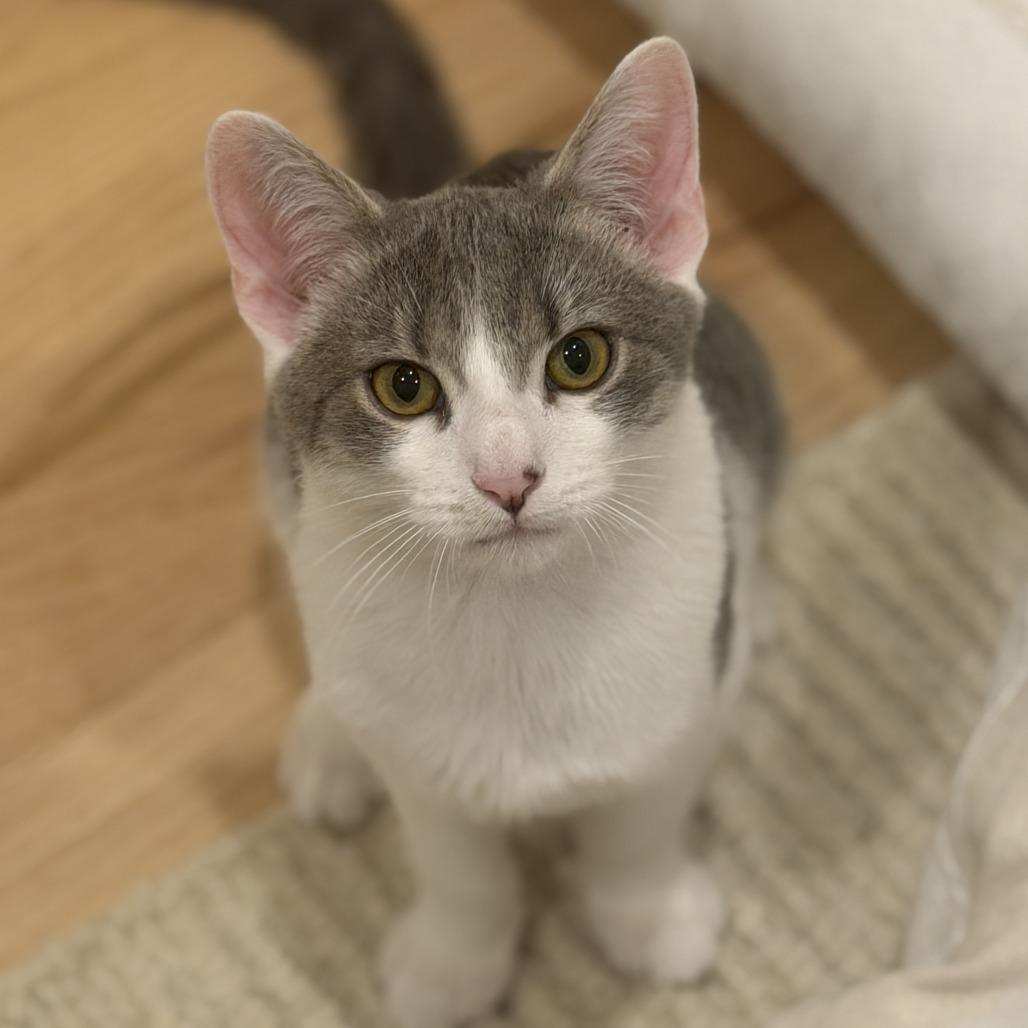Tapas, Adoptable, Kitten Male Domestic Medium Hair.