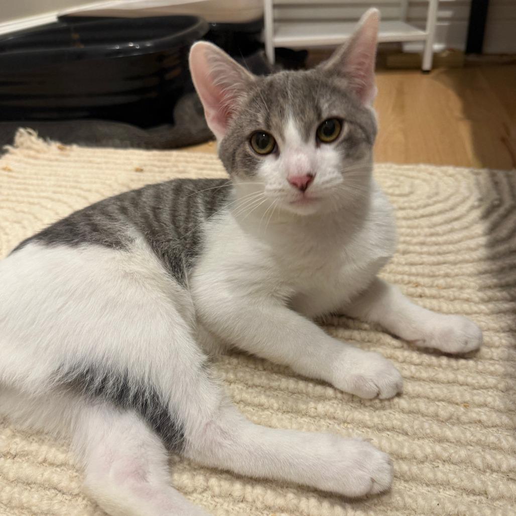 Enlarge Tapas, a Adoptable Domestic Medium Hair in Chicago, IL image 2/3