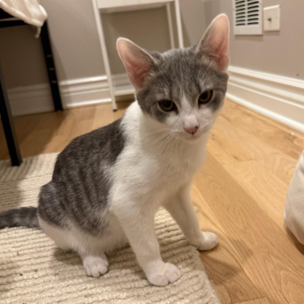 Enlarge Tapas, a Adoptable Domestic Medium Hair in Chicago, IL image 3/3