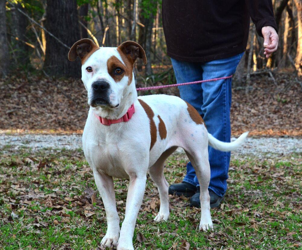 Enlarge Stacey, a Adoptable mixed breed in Willingboro, NJ image 1/6