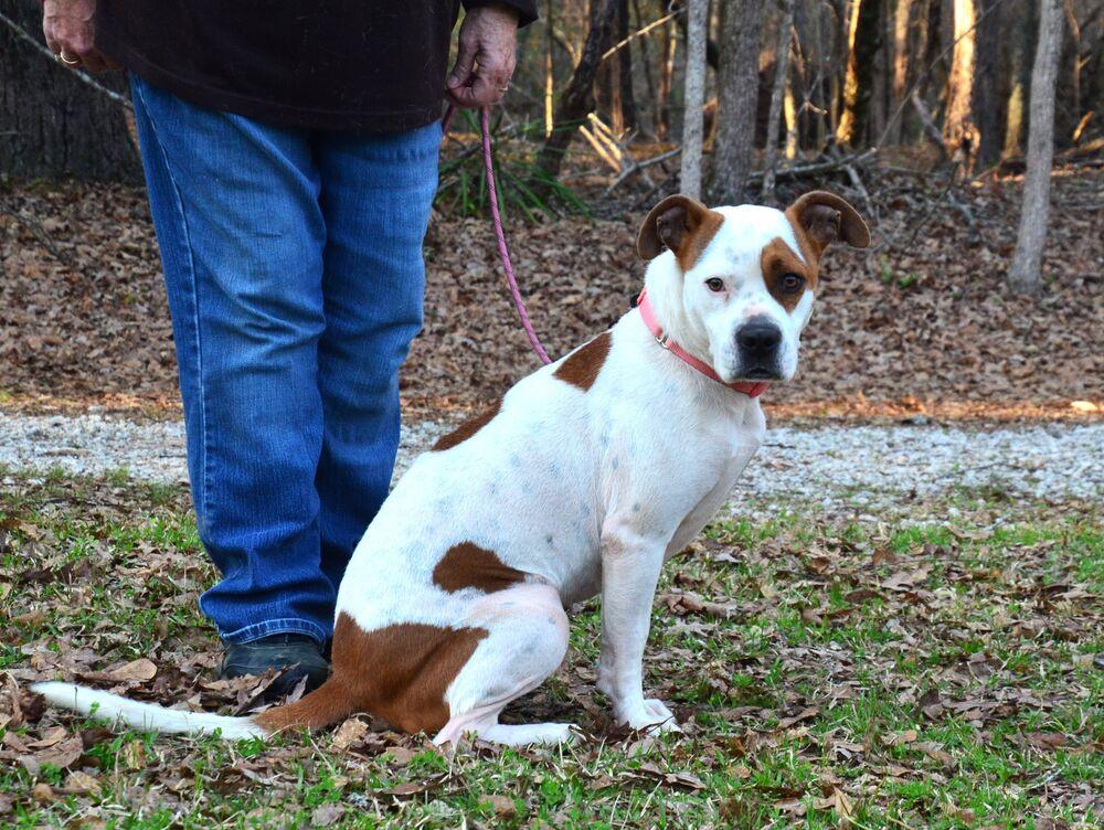 Enlarge Stacey, a Adoptable mixed breed in Willingboro, NJ image 2/6