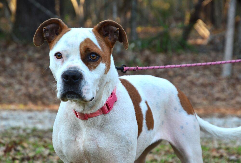 Enlarge Stacey, a Adoptable mixed breed in Willingboro, NJ image 3/6