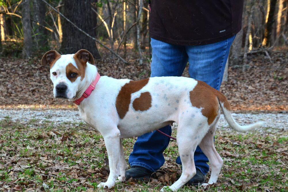 Enlarge Stacey, a Adoptable mixed breed in Willingboro, NJ image 4/6