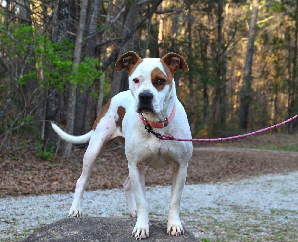 Enlarge Stacey, a Adoptable mixed breed in Willingboro, NJ image 5/6