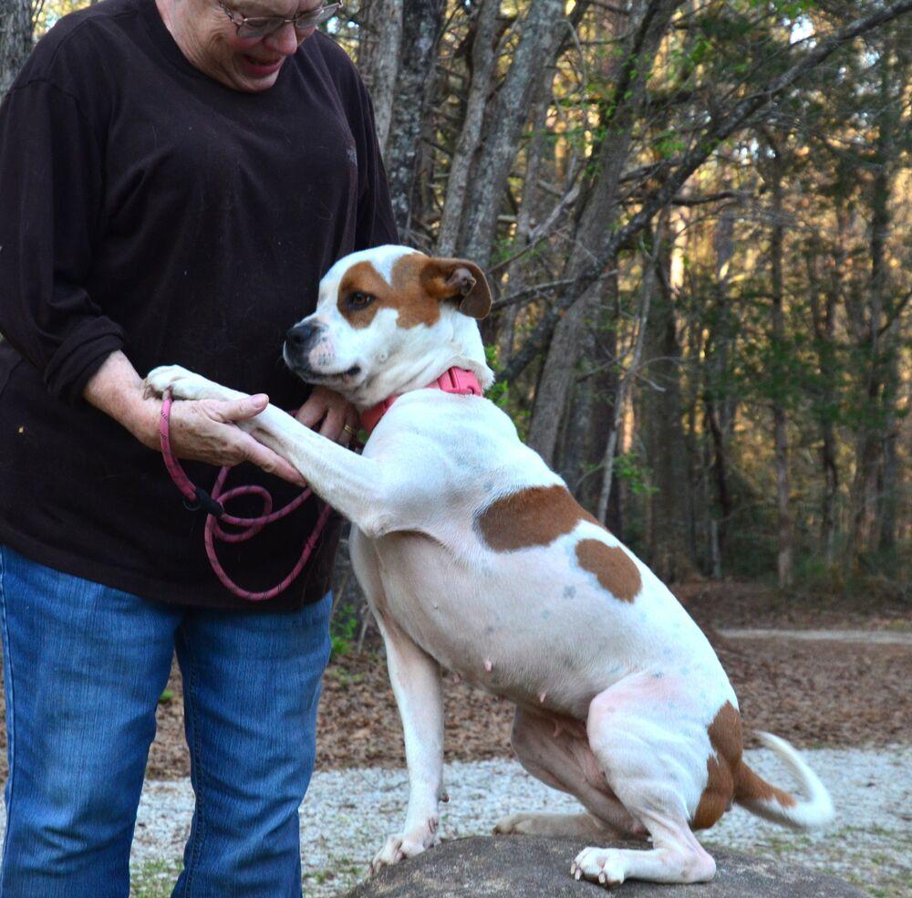 Enlarge Stacey, a Adoptable mixed breed in Willingboro, NJ image 6/6