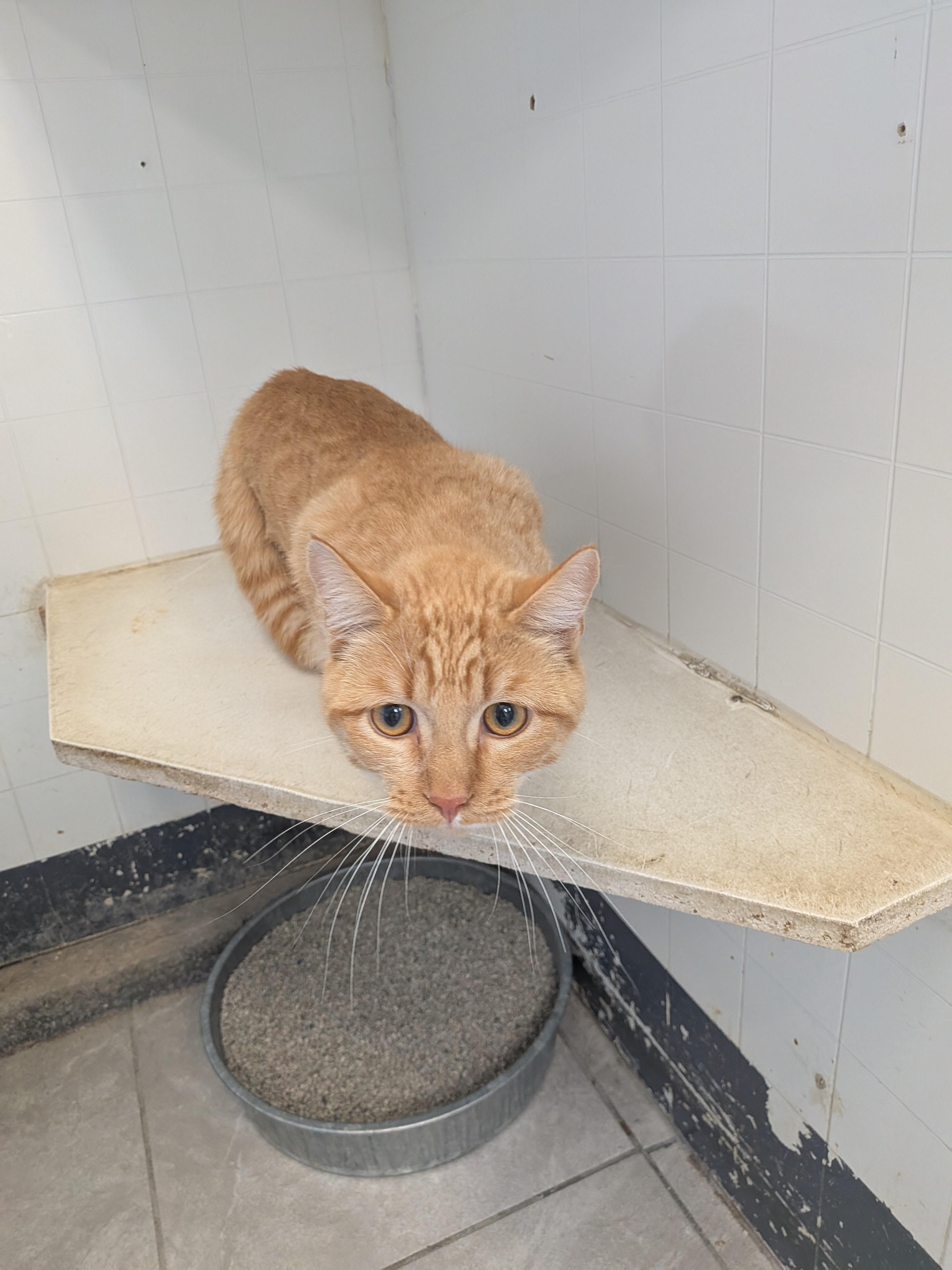 Enlarge Sunny , a ADOPTABLE mixed breed in Hermiston, OR image 3/3