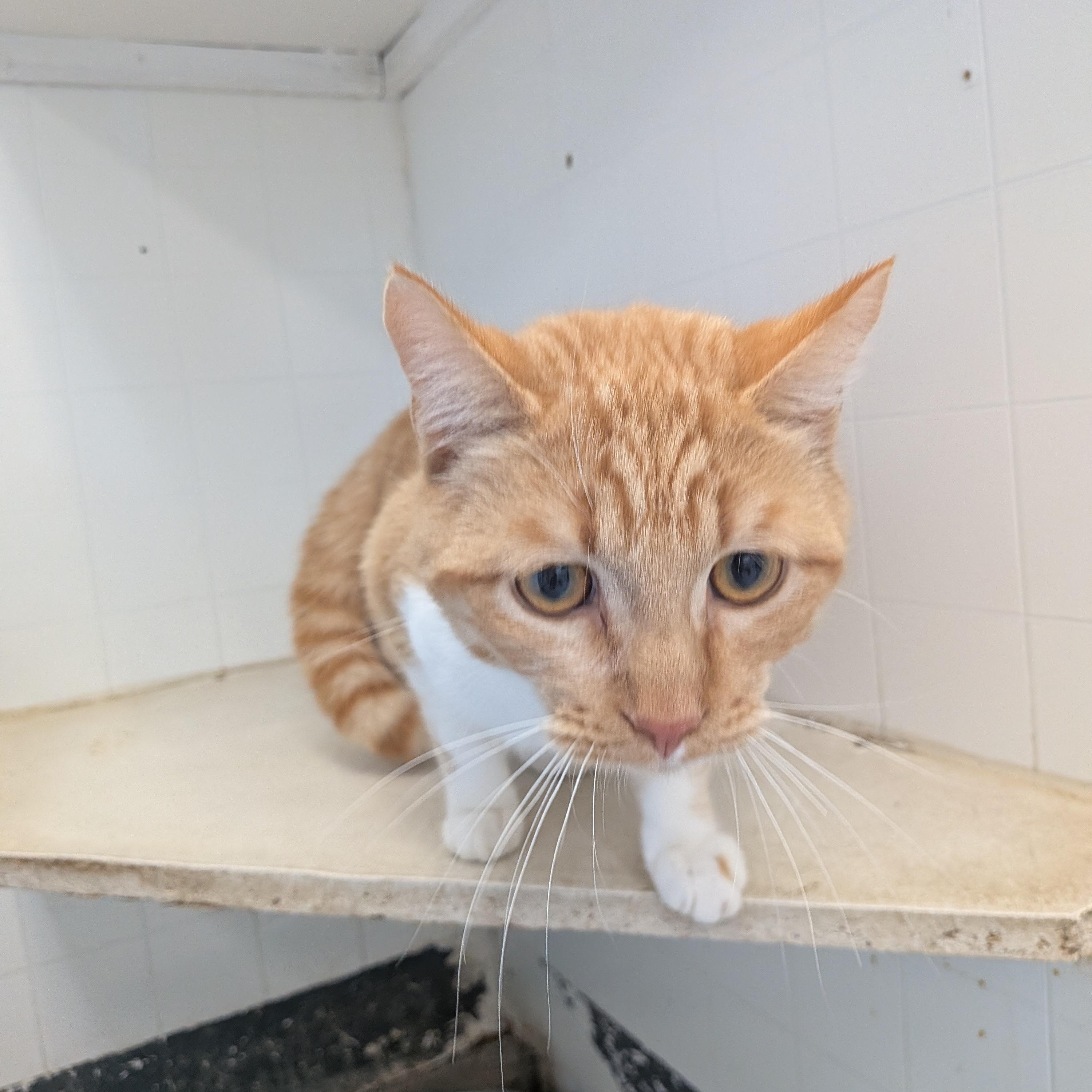 Sunny , ADOPTABLE, Young Male Domestic Short Hair.