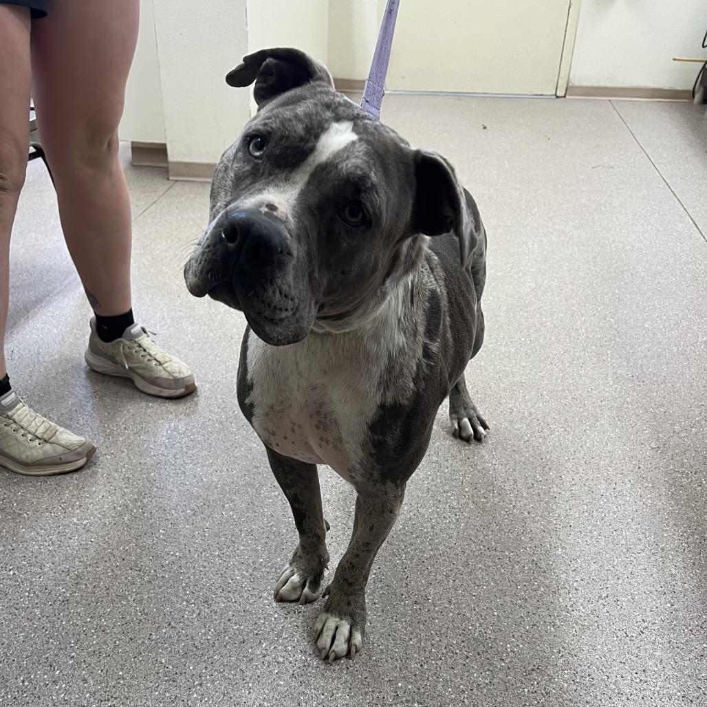 Ozzy, a ADOPTABLE mixed breed in Fallon, NV image 1/2