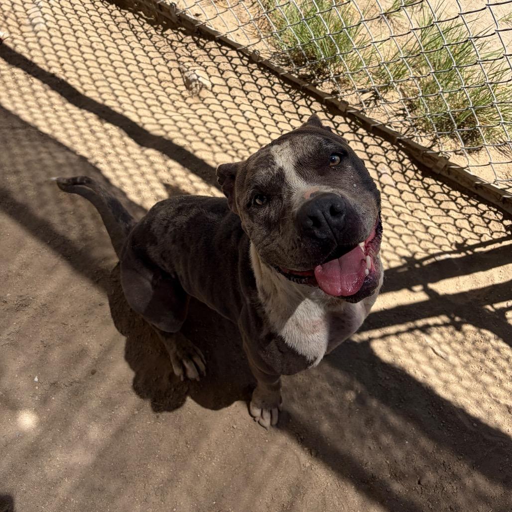 Ozzy, ADOPTABLE, Adult Male Pit Bull Terrier.