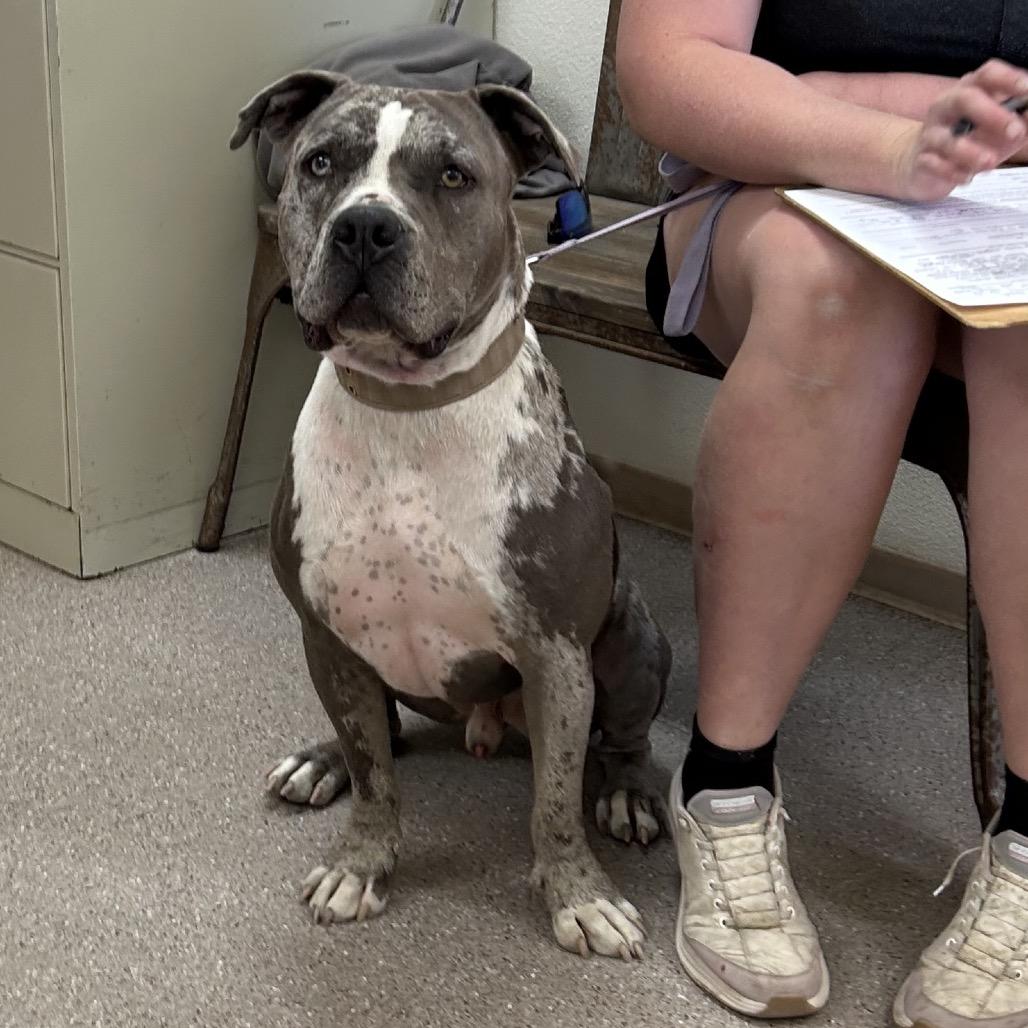 Ozzy, a ADOPTABLE mixed breed in Fallon, NV image 2/2