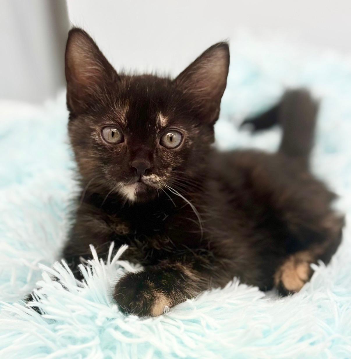 Snuggie, Adoptable, Kitten Female Tortoiseshell.