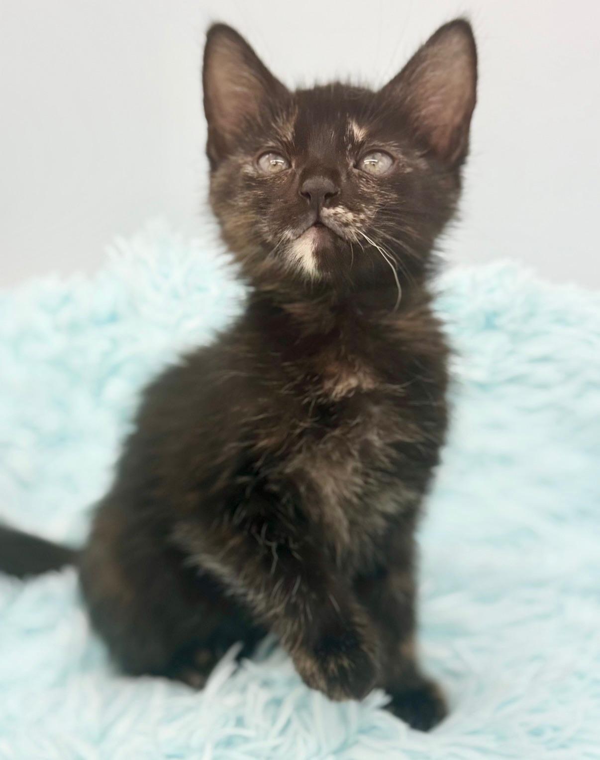 Snuggie, a Adoptable Tortoiseshell in Covington, LA image 5/6