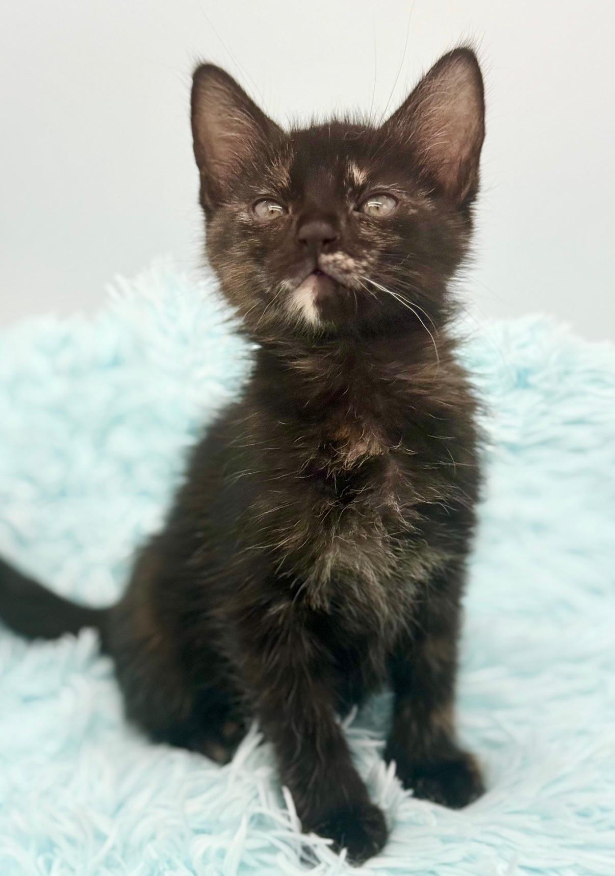 Snuggie, a Adoptable Tortoiseshell in Covington, LA image 4/6