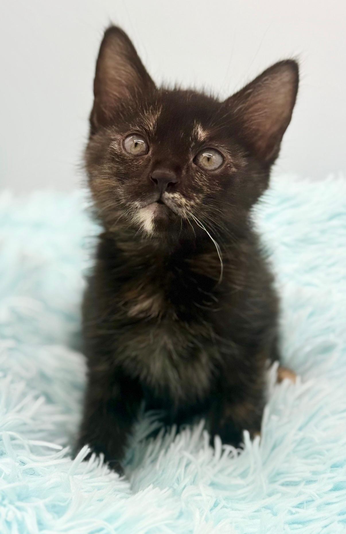 Snuggie, a Adoptable Tortoiseshell in Covington, LA image 6/6