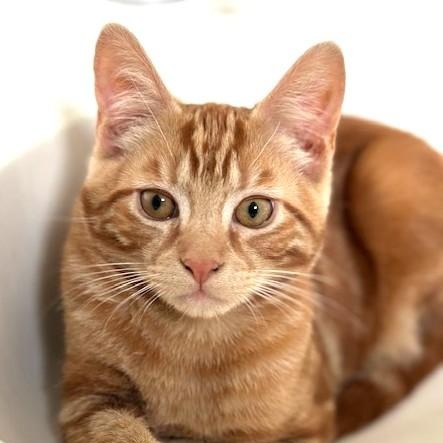 Kinnow Domestic Short Hair Cat