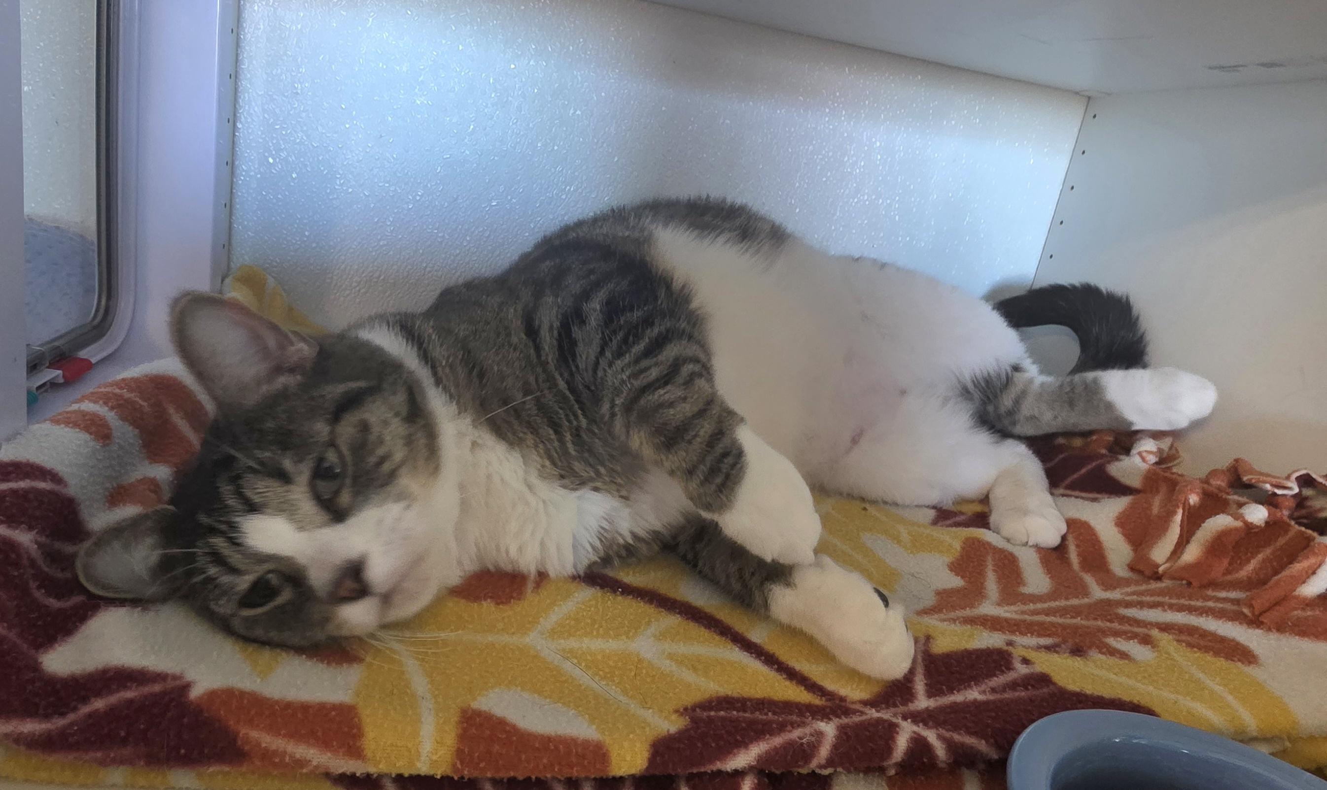 Enlarge Jenna, a ADOPTABLE Domestic Short Hair in Edgewood, NM image 2/3