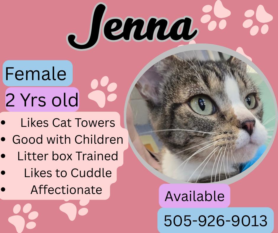 Jenna, ADOPTABLE, Adult Female Domestic Short Hair.