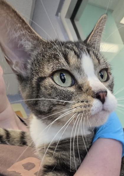 Enlarge Jenna, a ADOPTABLE Domestic Short Hair in Edgewood, NM image 3/3