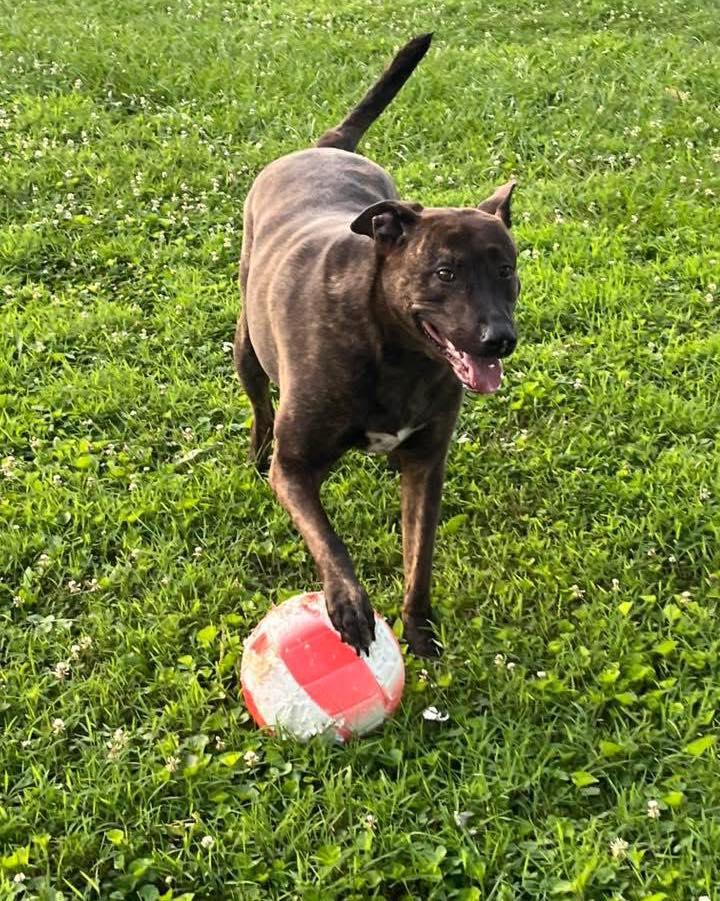Enlarge Tawney, a Adoptable mixed breed in Jarrettsville, MD image 2/2
